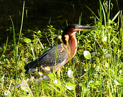 [A green heron stands in the weeds/grass at the water's edge. It has a tan belly with a brown neck, greenish colored feathers on its sides and top of head. It has a black eye with yellow surrounding it (instead of white) and has a long beak.]